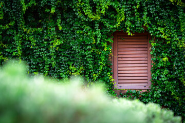 Fototapeta na wymiar Vintage style cottage with wooden window and greenery leafs on the building wall. Exterior gardening decoration object photo. 