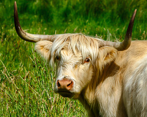 scottish highland cow - 370209522
