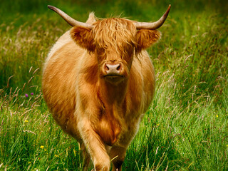 Highland Cow - 370209573