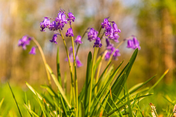 Obraz premium Jacinthe des bois ou Jacinthe sauvage (Hyacinthoides non-scripta) en forêt