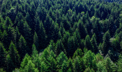Fototapeta na wymiar Skole Beskids National Nature Park. Closeup view from drone on forest, mountain. Wallpaper, texture, background