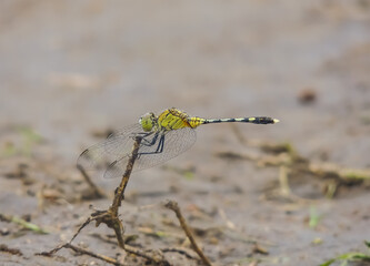 dragonfly on a branch