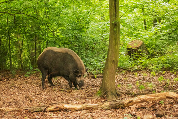 wild boar (Sus scrofa) snout digs in the ground and searches for food