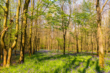 Jacinthe des bois ou Jacinthe sauvage (Hyacinthoides non-scripta) en forêt