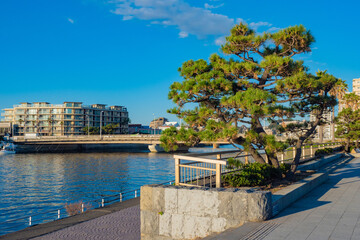 Obraz premium Japan. Tokyo. Fujisawa island, Kanagawa Prefecture. View of the island on a Sunny day. A pine tree on the Fujisawa waterfront. Sights Of Japan. Travel to Asia.
