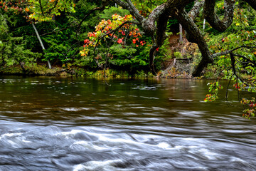 Maple tree with autumn leaf color with stream and flowing water
