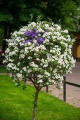 A small shrub with white and blue flowers on the public park photographed on a sunny summer day.