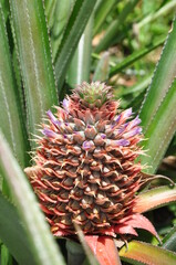 Side view of tropical fruit Pineapple flowering purple flower green leaves in the garden