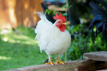 Beautiful white bantam chicken perched on the wood.With face and eyes, bantam in a relaxed mood.