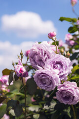 Kletterrose Indigoletta