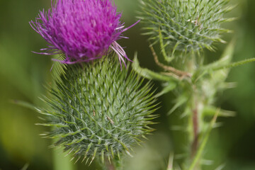 Rocky Mountain thistle macro