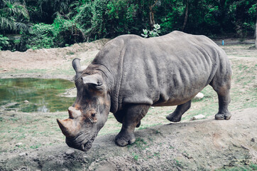 A huge rhino is going to a watering hole