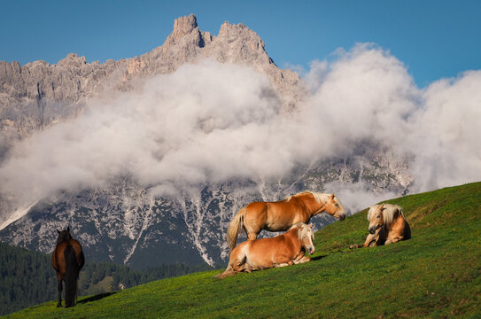 Wild horses