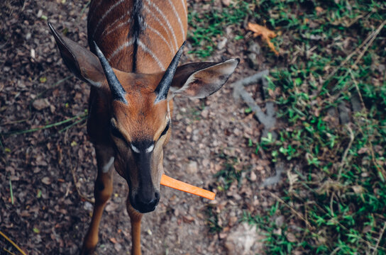 A little bongo antelope is eating a carrot