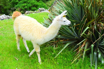 llama in the mountains of machuppichu