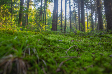 Obraz premium Moss layer, ground level perspective view of forest floor