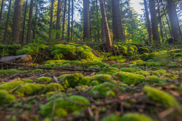 Fototapeta na wymiar Forest floor, cushion moss growing on turf in golden morning light