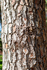 Close Up of a Tree Trunk