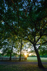 Oak trees in Harvington Park, Beckenham, Kent. These majestic oaks are seen at sunset with the setting sun behind. There is a children's playground and playing fields. Oak trees in a park.