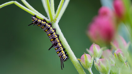 black and yellow caterpillar climbing a plant