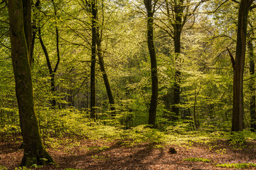 Fototapeta na wymiar La forêt de Crécy