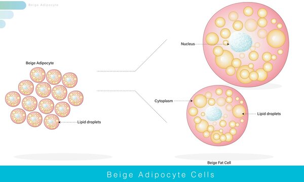 beige adipocyte is a type intermediate adipocyte having multiple lipid droplets which are bigger than the droplets of brown adipocyte