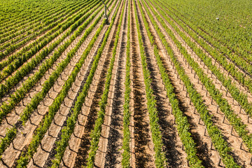 Napa Valley vineyards as seen from drone