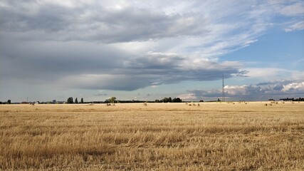 Fototapeta premium wheat field and blue sky
