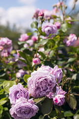 Violette Rosen Rosengarten