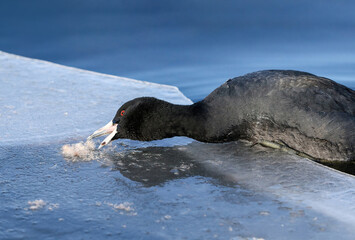 An American Coot rising out of the water to grab a snack of feathers found on the icy edge of a lake in Wintertime.