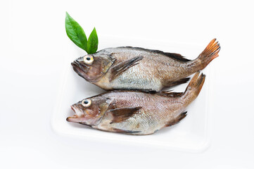 エゾメバル　ガヤ