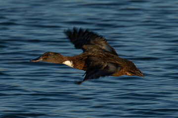 Panning view of a male wild duck  in beautiful light,  seen in a North California marsh