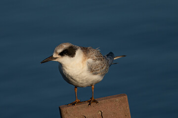 Least tern in beautiful light, seen in the wild in North California
