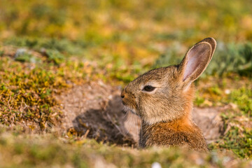 Lapin de garenne ou Lapin commun (Oryctolagus cuniculus)