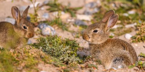 Lapin de garenne ou Lapin commun (Oryctolagus cuniculus)