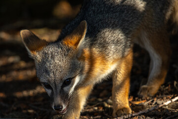 Naklejka na ściany i meble Gray fox, seen in the wild in North California
