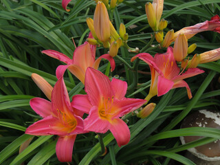 great beautiful flowers against the background of green leaves.