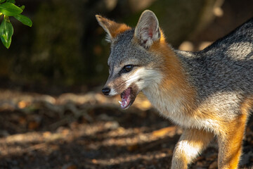 Naklejka premium Gray fox, seen in the wild in North California