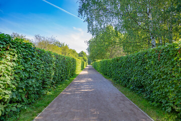 A path for pedestrians to walk in a modern green city park in the summer daytime