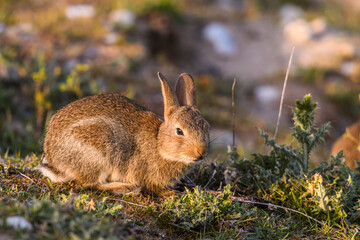 Lapin de garenne ou Lapin commun (Oryctolagus cuniculus)