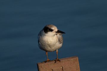 Least tern in beautiful light, seen in the wild in North California
