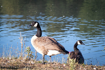 canada goose at the edge of a lake in a park
