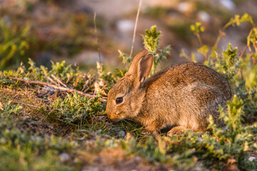Lapin de garenne ou Lapin commun (Oryctolagus cuniculus)