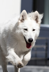 Obraz premium shepherd dog playing on an active walk
