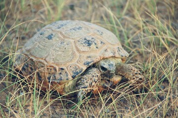 A wild land turtle is located between dry grass in a desert area. Asia.