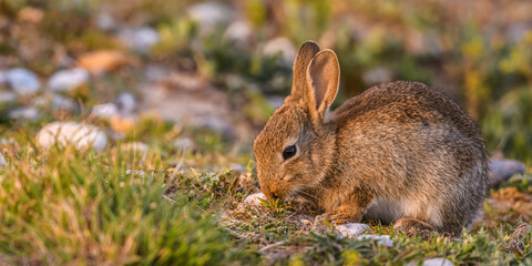 Lapin de garenne ou Lapin commun (Oryctolagus cuniculus)
