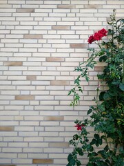 roses in front of a brick wall