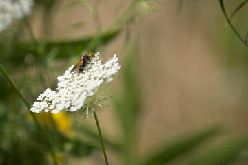 Close up image of a green eyed wasp and a common housefly sitting on top of a delicate white Queen Annes Lace flower with soft de-focused green and yellow foliage background and plenty of copy space.