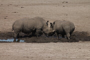 Obraz premium two rhino's in a mud puddle