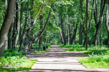 Obraz premium A path for pedestrians to walk in a modern green city park in the summer daytime